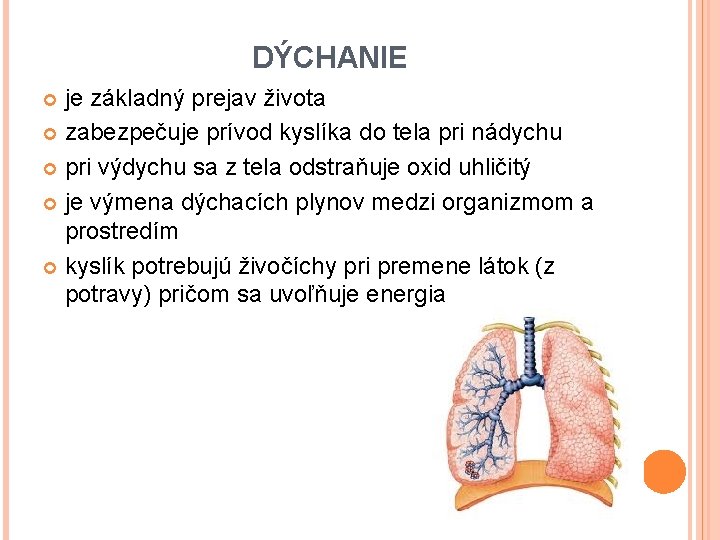 DÝCHANIE je základný prejav života zabezpečuje prívod kyslíka do tela pri nádychu pri výdychu