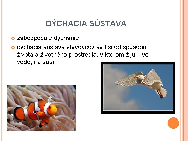 DÝCHACIA SÚSTAVA zabezpečuje dýchanie dýchacia sústava stavovcov sa líši od spôsobu života a životného