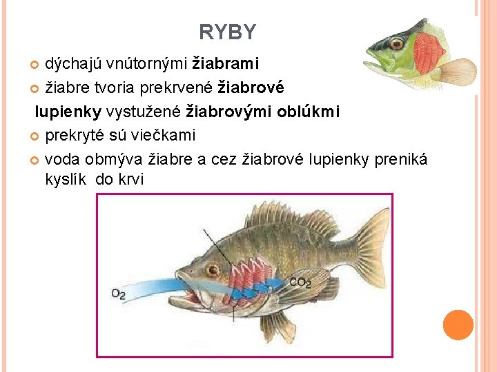 RYBY dýchajú vnútornými žiabrami žiabre tvoria prekrvené žiabrové lupienky vystužené žiabrovými oblúkmi prekryté sú