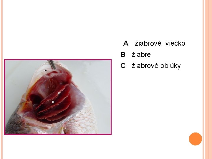 A žiabrové viečko B žiabre C žiabrové oblúky 