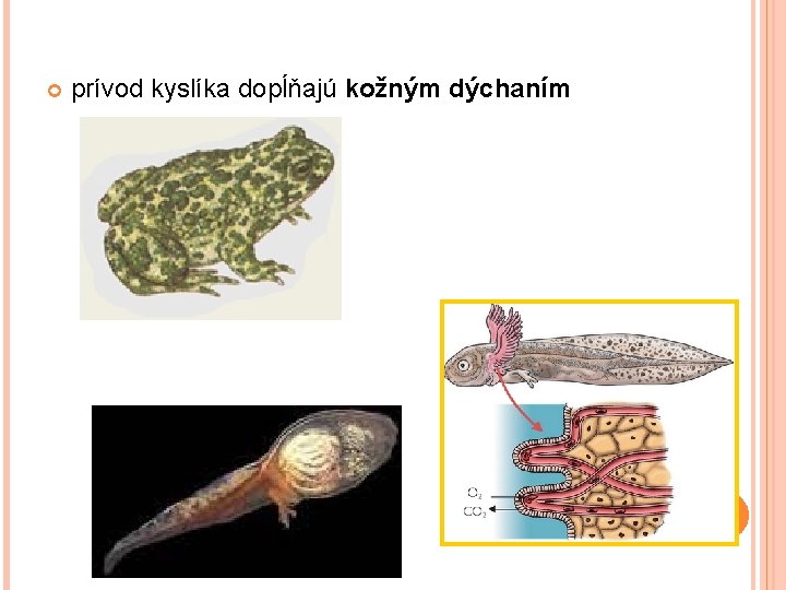  prívod kyslíka dopĺňajú kožným dýchaním 