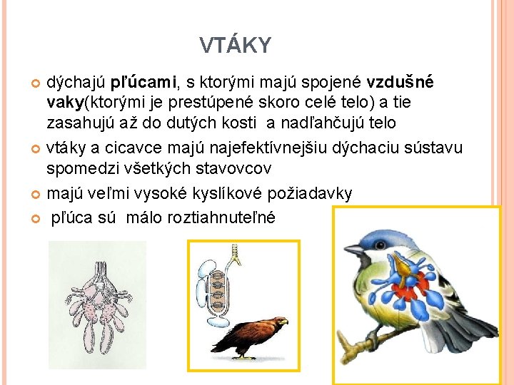 VTÁKY dýchajú pľúcami, s ktorými majú spojené vzdušné vaky(ktorými je prestúpené skoro celé telo)