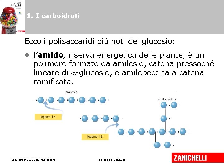 1. I carboidrati Ecco i polisaccaridi più noti del glucosio: • l’amido, riserva energetica