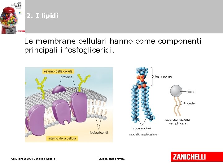 2. I lipidi Le membrane cellulari hanno come componenti principali i fosfogliceridi. Copyright ©
