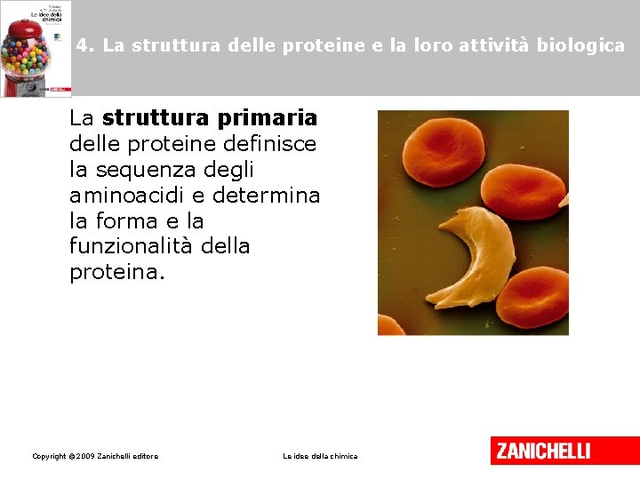 4. La struttura delle proteine e la loro attività biologica La struttura primaria delle