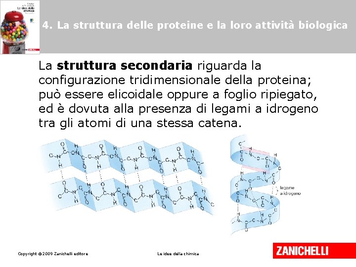 4. La struttura delle proteine e la loro attività biologica La struttura secondaria riguarda