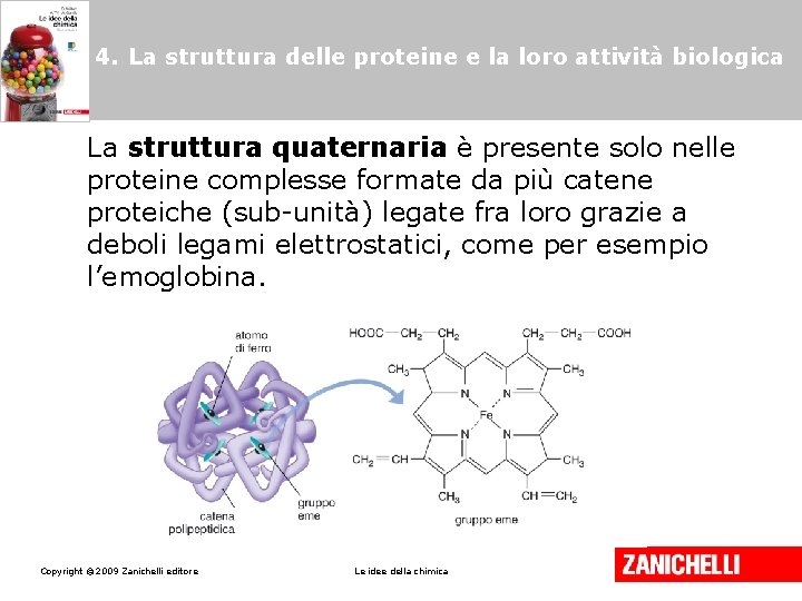 4. La struttura delle proteine e la loro attività biologica La struttura quaternaria è