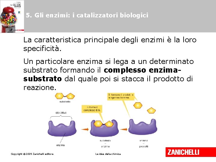 5. Gli enzimi: i catalizzatori biologici La caratteristica principale degli enzimi è la loro