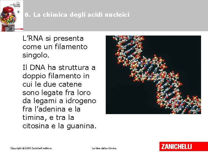 6. La chimica degli acidi nucleici L’RNA si presenta come un filamento singolo. Il