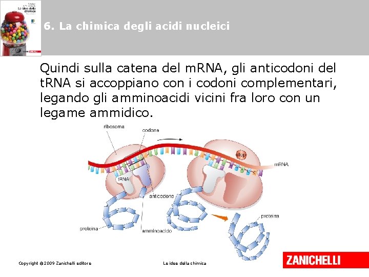6. La chimica degli acidi nucleici Quindi sulla catena del m. RNA, gli anticodoni