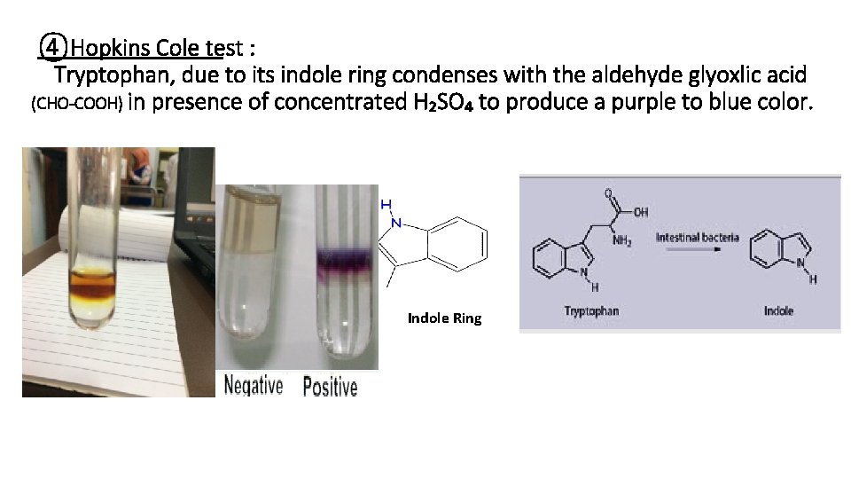 ④Hopkins Cole test : Tryptophan, due to its indole ring condenses with the aldehyde
