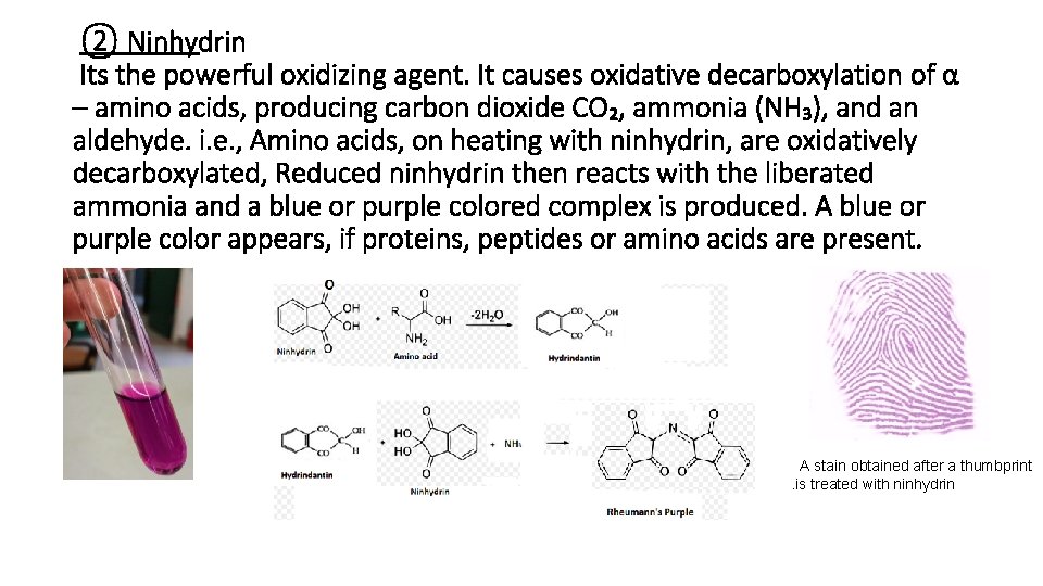 ② Ninhydrin Its the powerful oxidizing agent. It causes oxidative decarboxylation of α –