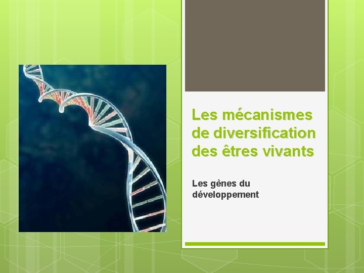 Les mécanismes de diversification des êtres vivants Les gènes du développement 