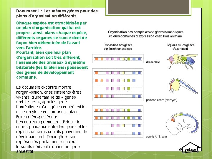 Document 1 : Les mêmes gènes pour des plans d’organisation différents Chaque espèce est