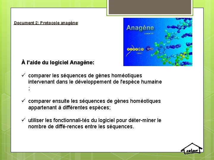 Document 2: Protocole anagène: À l'aide du logiciel Anagène: ü comparer les séquences de