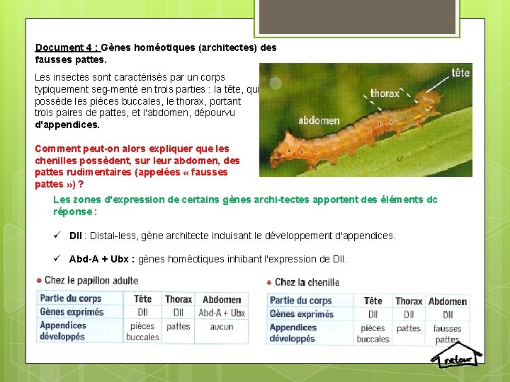 Document 4 : Gènes homéotiques (architectes) des fausses pattes. Les insectes sont caractérisés par