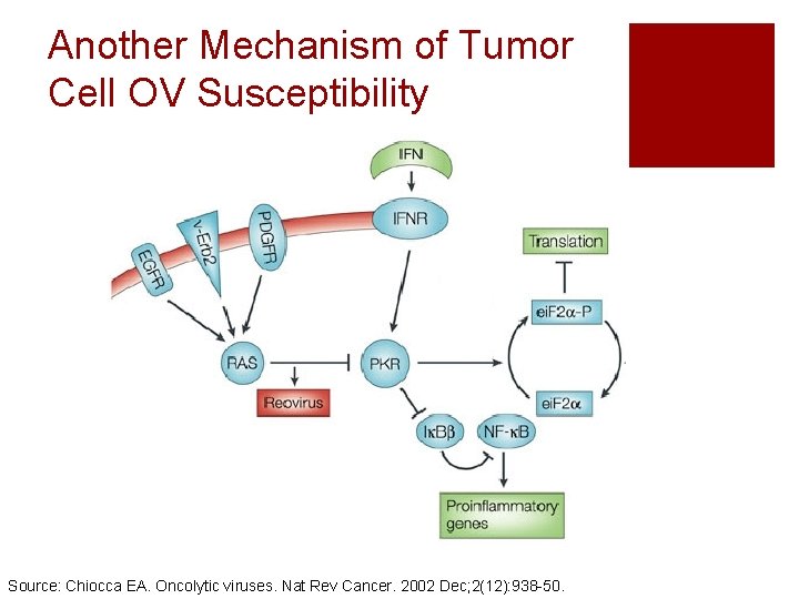 Another Mechanism of Tumor Cell OV Susceptibility Source: Chiocca EA. Oncolytic viruses. Nat Rev