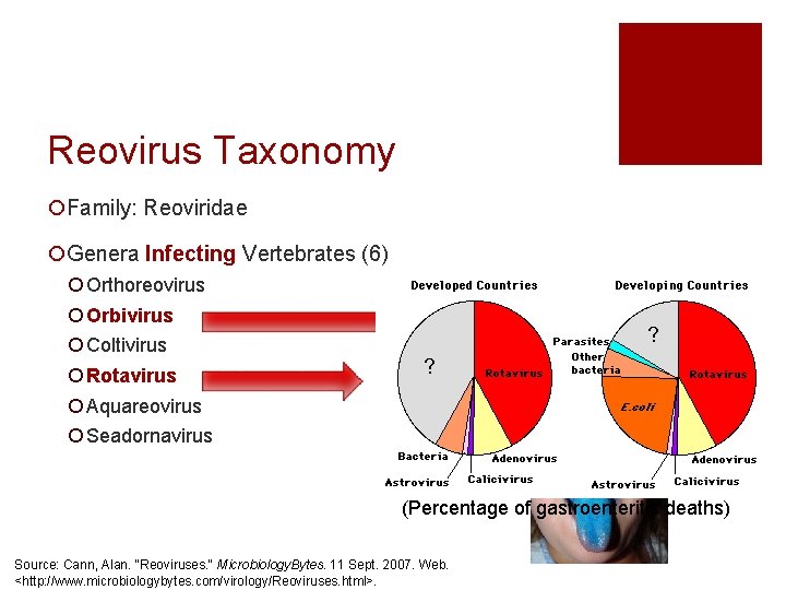 Reovirus Taxonomy ¡Family: Reoviridae ¡Genera Infecting Vertebrates (6) ¡ Orthoreovirus ¡ Orbivirus ¡ Coltivirus