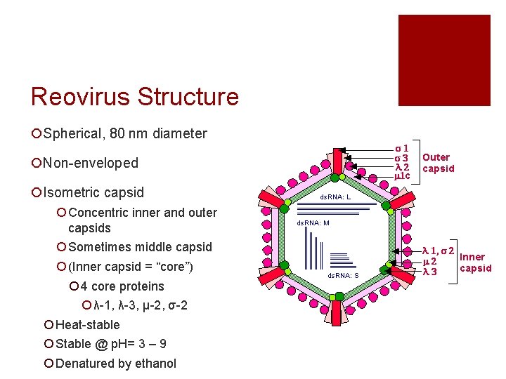 Reovirus Structure ¡Spherical, 80 nm diameter ¡Non-enveloped ¡Isometric capsid ¡ Concentric inner and outer