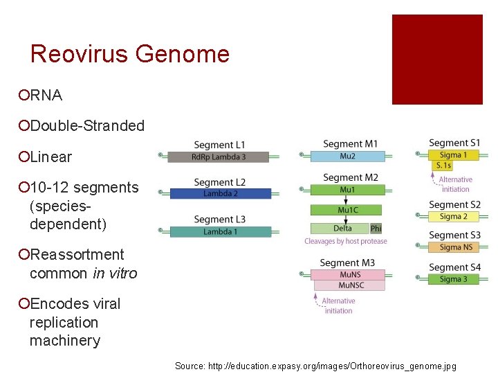 Reovirus Genome ¡RNA ¡Double-Stranded ¡Linear ¡ 10 -12 segments (speciesdependent) ¡Reassortment common in vitro