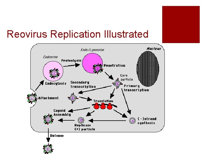 Reovirus Replication Illustrated 