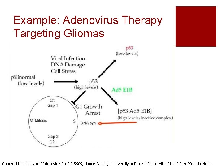 Example: Adenovirus Therapy Targeting Gliomas Source: Maruniak, Jim. "Adenovirus. " MCB 5505, Honors Virology.