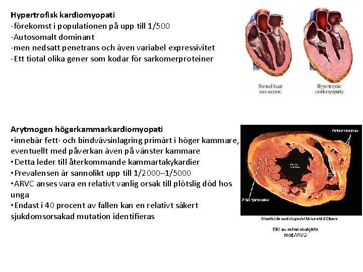 Hypertrofisk kardiomyopati -förekomst i populationen på upp till 1/500 -Autosomalt dominant -men nedsatt penetrans