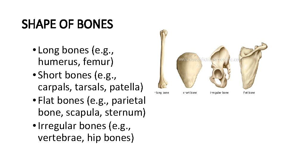 SHAPE OF BONES • Long bones (e. g. , humerus, femur) • Short bones