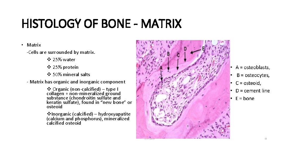HISTOLOGY OF BONE - MATRIX • Matrix -Cells are surrounded by matrix. v 25%