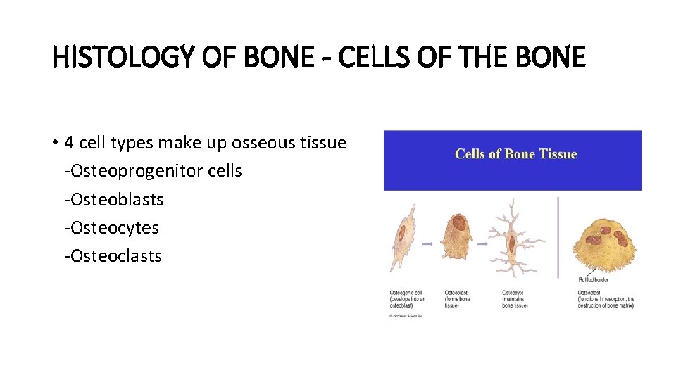 HISTOLOGY OF BONE - CELLS OF THE BONE • 4 cell types make up