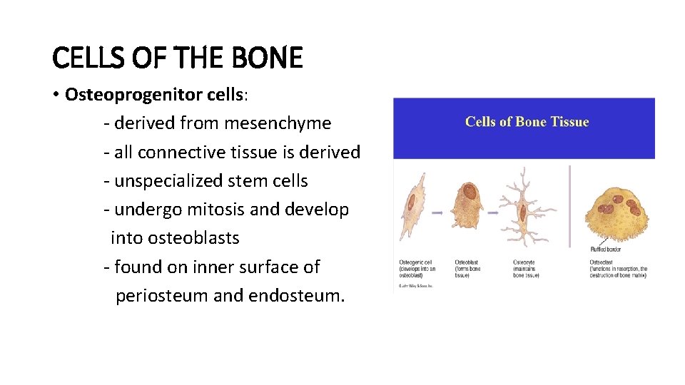 CELLS OF THE BONE • Osteoprogenitor cells: - derived from mesenchyme - all connective