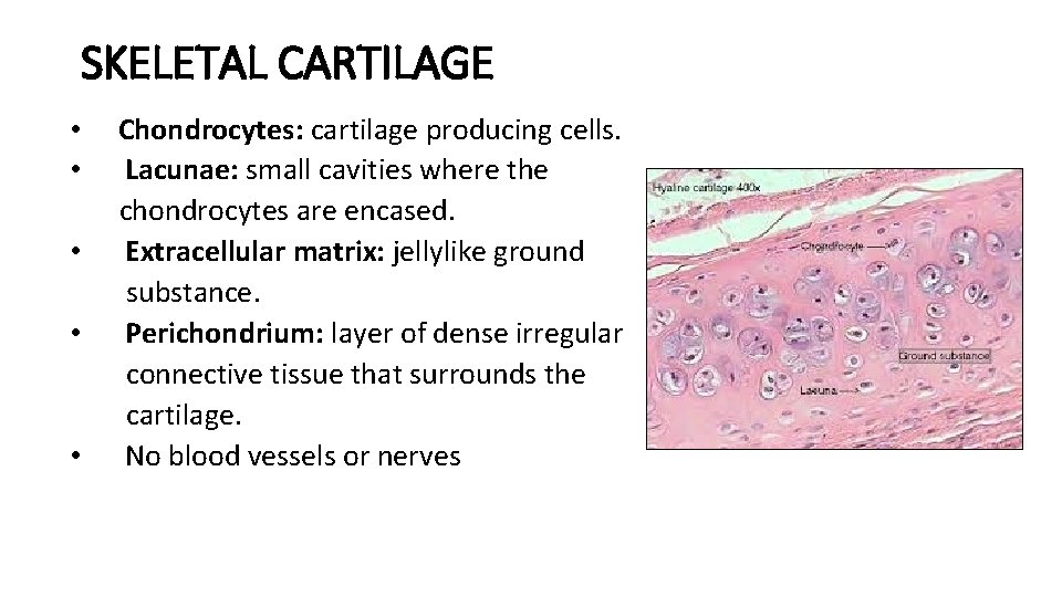 SKELETAL CARTILAGE • • • Chondrocytes: cartilage producing cells. Lacunae: small cavities where the