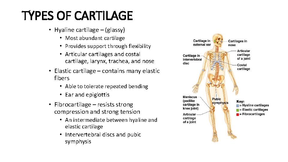 TYPES OF CARTILAGE • Hyaline cartilage – (glassy) • Most abundant cartilage • Provides