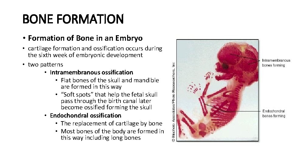 BONE FORMATION • Formation of Bone in an Embryo • cartilage formation and ossification