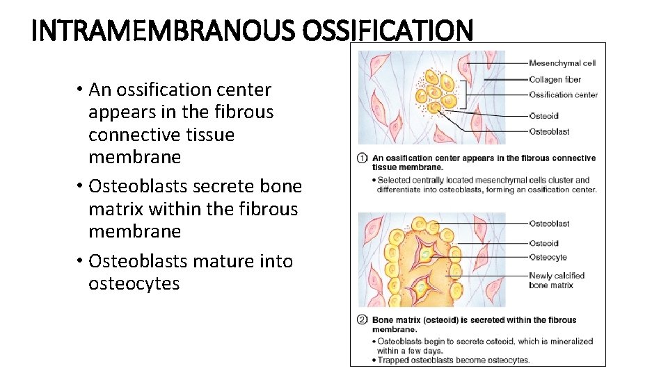 INTRAMEMBRANOUS OSSIFICATION • An ossification center appears in the fibrous connective tissue membrane •