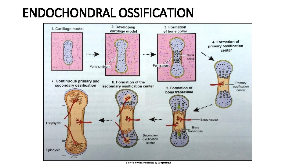 ENDOCHONDRAL OSSIFICATION Taken from Atlas of Histology by Dongmei Qui 
