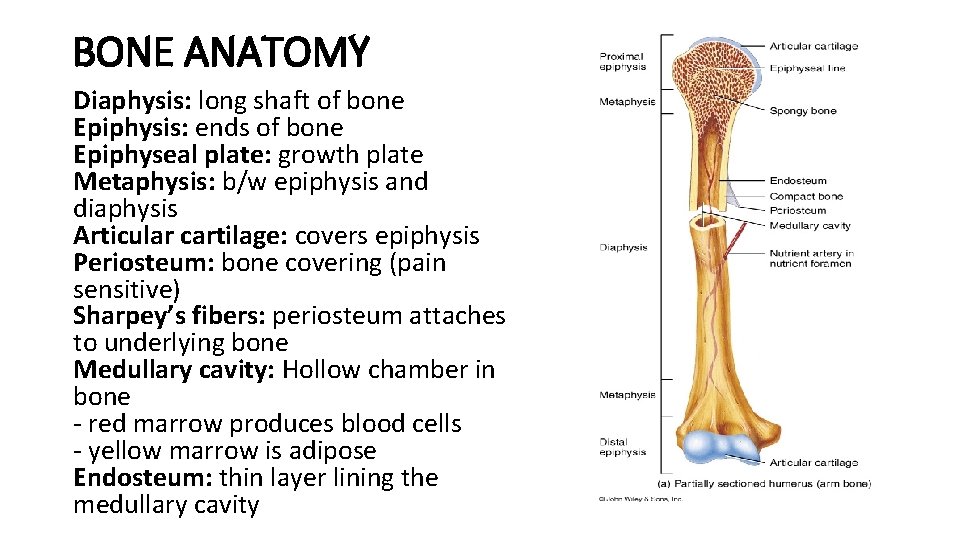 BONE ANATOMY Diaphysis: long shaft of bone Epiphysis: ends of bone Epiphyseal plate: growth