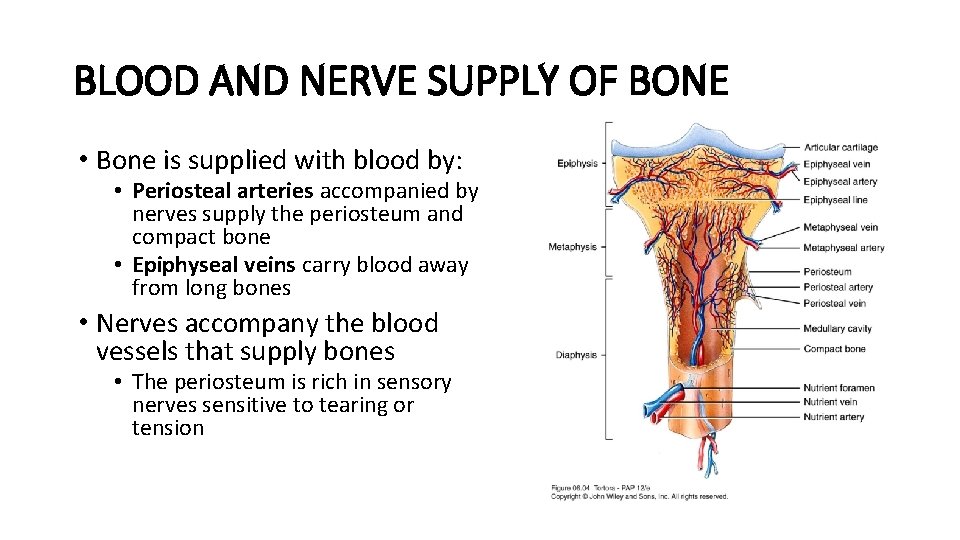 BLOOD AND NERVE SUPPLY OF BONE • Bone is supplied with blood by: •