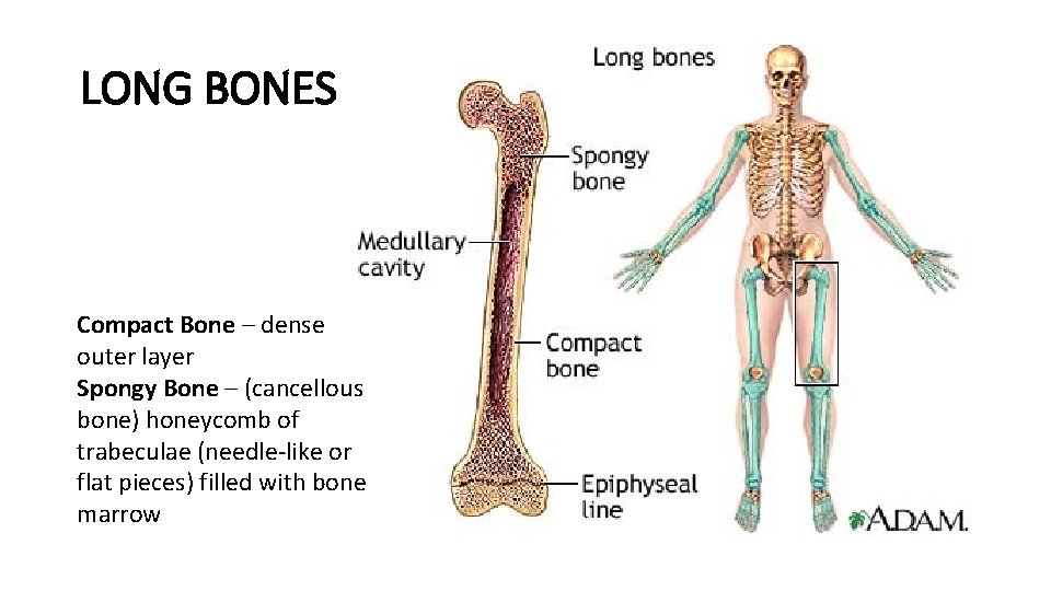 LONG BONES Compact Bone – dense outer layer Spongy Bone – (cancellous bone) honeycomb