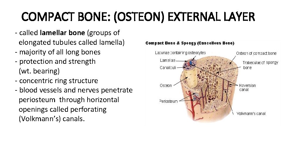 COMPACT BONE: (OSTEON) EXTERNAL LAYER - called lamellar bone (groups of elongated tubules called