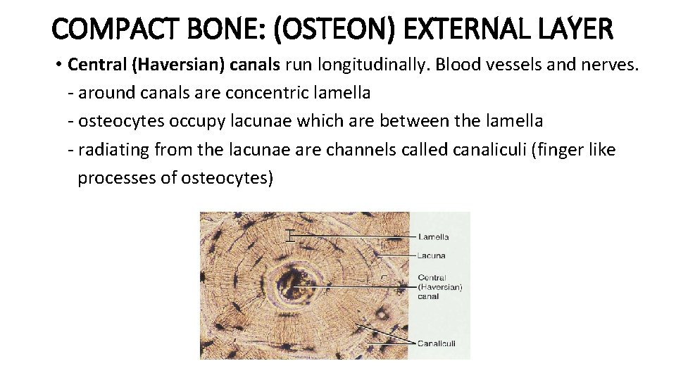 COMPACT BONE: (OSTEON) EXTERNAL LAYER • Central (Haversian) canals run longitudinally. Blood vessels and