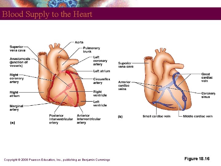 Blood Supply to the Heart Copyright © 2008 Pearson Education, Inc. , publishing as