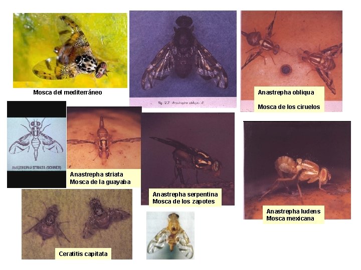 Mosca del mediterráneo Anastrepha obliqua Mosca de los ciruelos Anastrepha striata Mosca de la