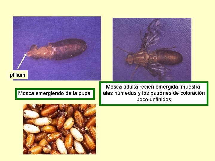 ptilium Mosca emergiendo de la pupa Mosca adulta recién emergida, muestra alas húmedas y