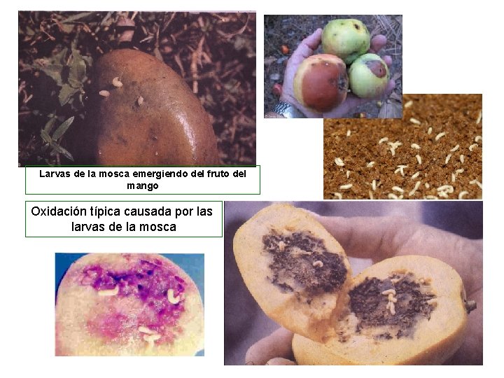 Larvas de la mosca emergiendo del fruto del mango Oxidación típica causada por las