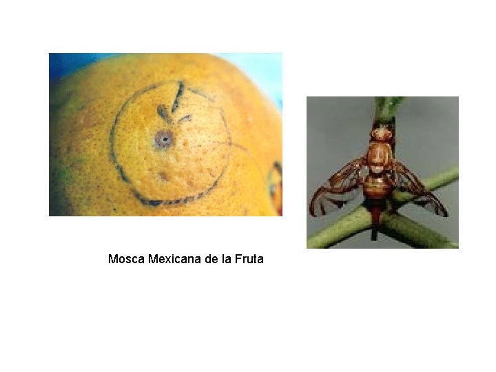 Mosca Mexicana de la Fruta 