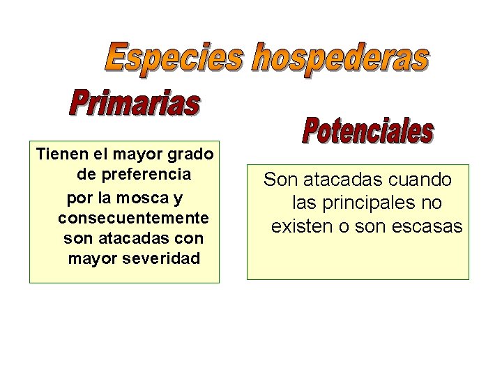 Tienen el mayor grado de preferencia por la mosca y consecuentemente son atacadas con