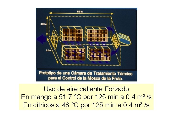 Uso de aire caliente Forzado En mango a 51. 7 °C por 125 min