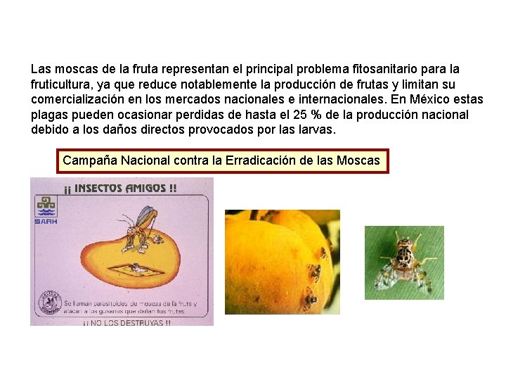 Las moscas de la fruta representan el principal problema fitosanitario para la fruticultura, ya