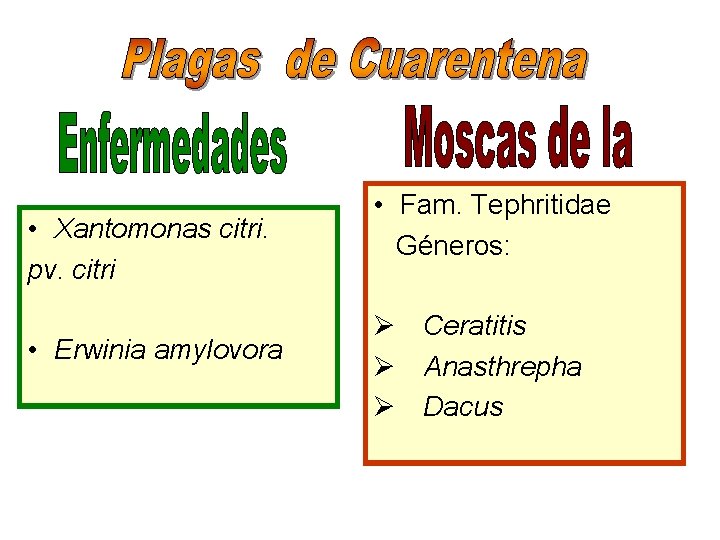 • Xantomonas citri. pv. citri • Erwinia amylovora • Fam. Tephritidae Géneros: Ø
